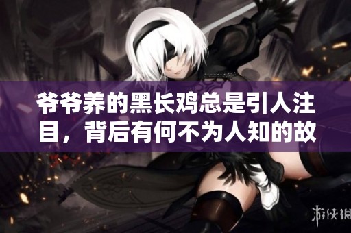 爷爷养的黑长鸡总是引人注目，背后有何不为人知的故事？
